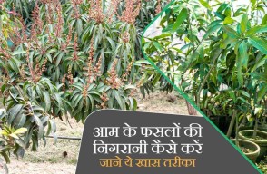 Mango Farming: आम के फसलों की निगरानी कैसे करें, जाने ये खास तरीका